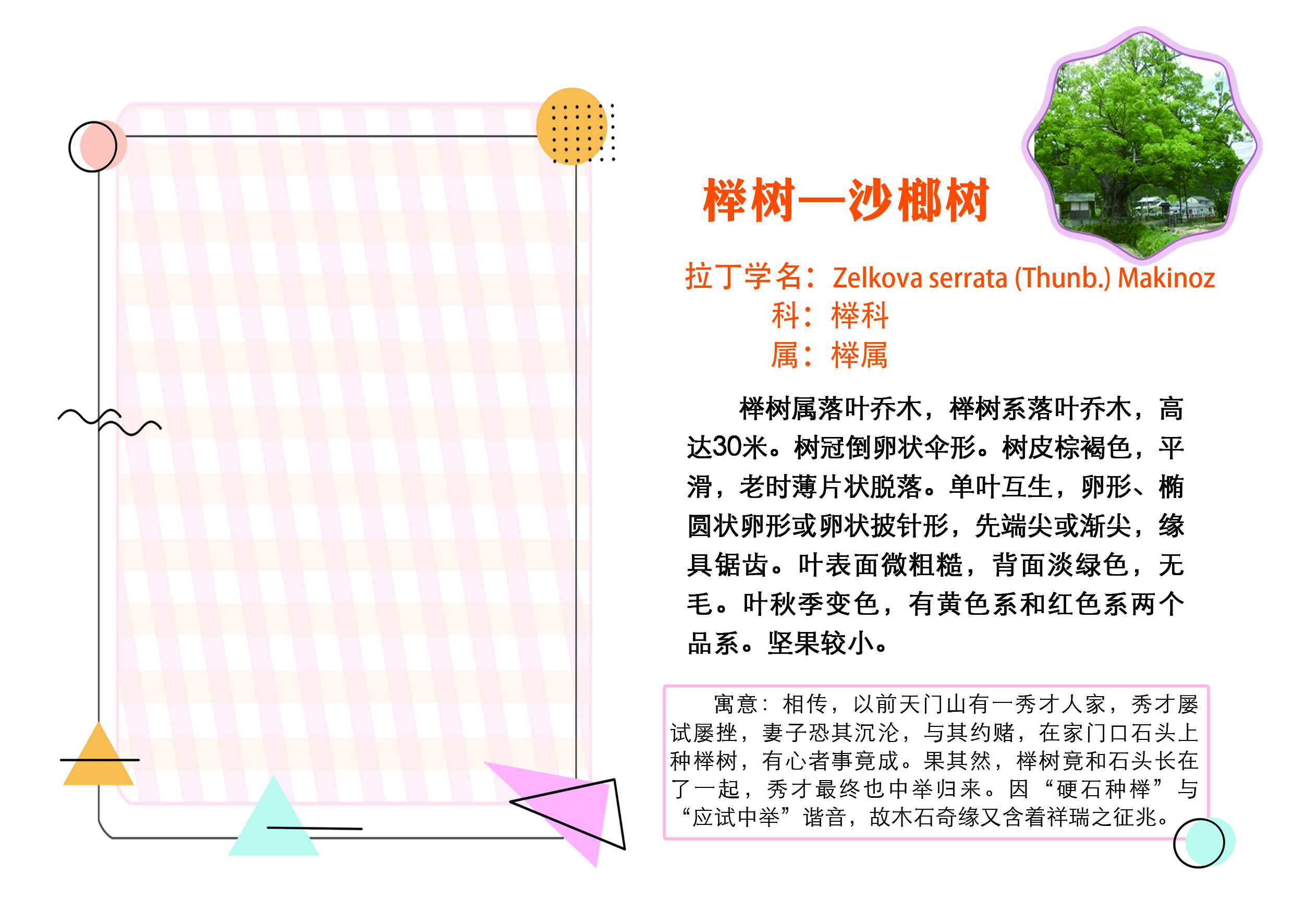 C:\Users\tsmss\Desktop\增加树牌对稿文件\榉树.jpg C:\Users\tsmss\Desktop\增加树牌对稿文件\榉树.jpg