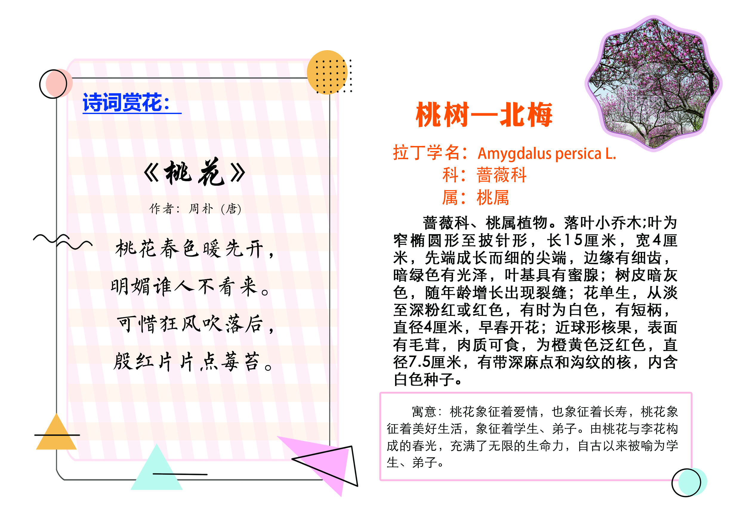 C:\Users\tsmss\Desktop\增加树牌对稿文件\桃树.jpg C:\Users\tsmss\Desktop\增加树牌对稿文件\桃树.jpg