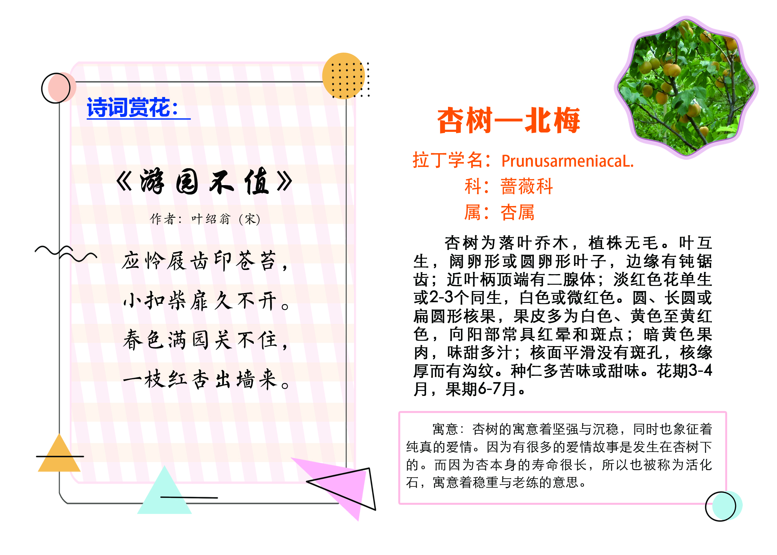 C:\Users\tsmss\Desktop\增加树牌对稿文件\杏树.jpg C:\Users\tsmss\Desktop\增加树牌对稿文件\杏树.jpg