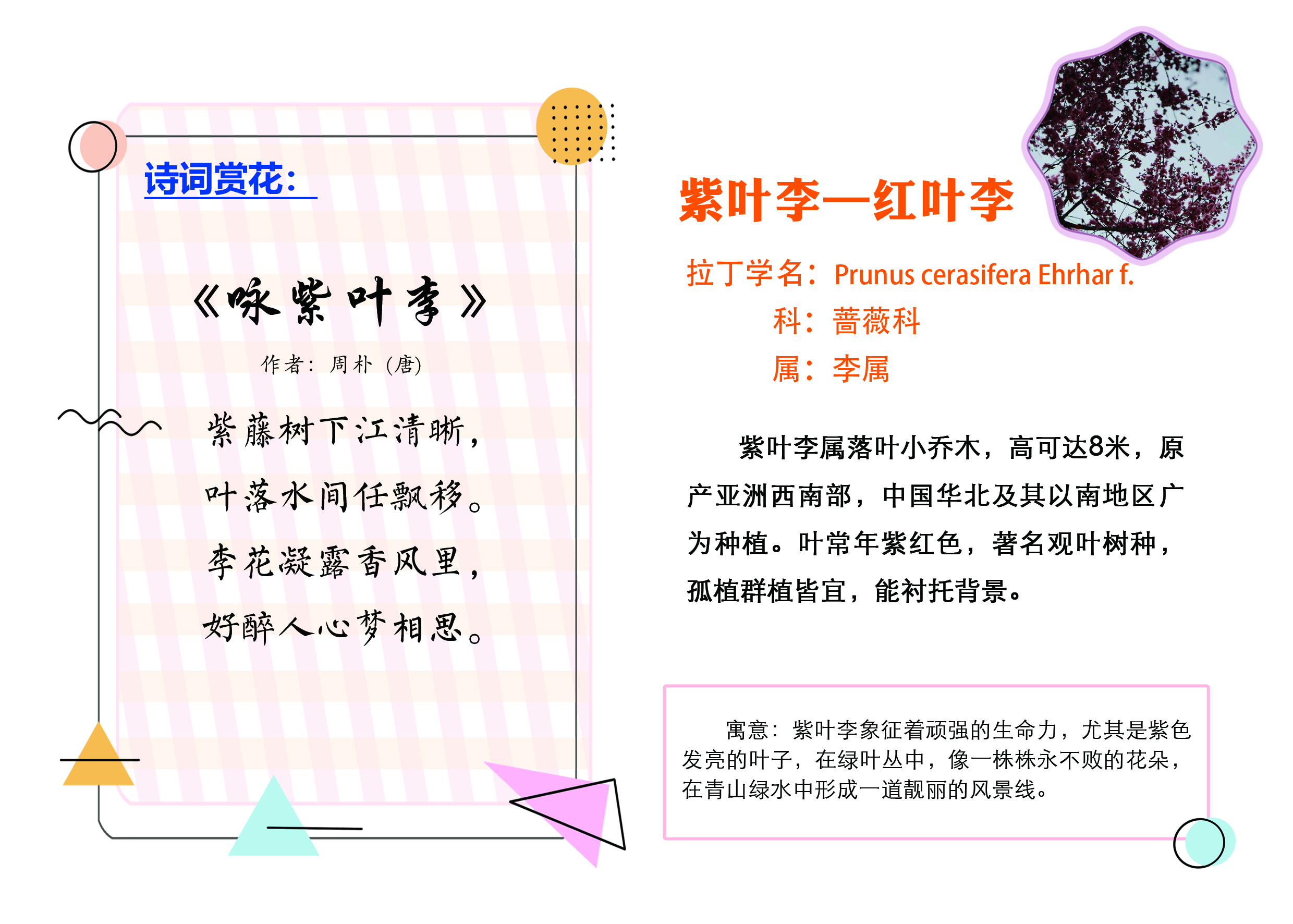 C:\Users\tsmss\Desktop\增加树牌对稿文件\紫叶李.jpg C:\Users\tsmss\Desktop\增加树牌对稿文件\紫叶李.jpg